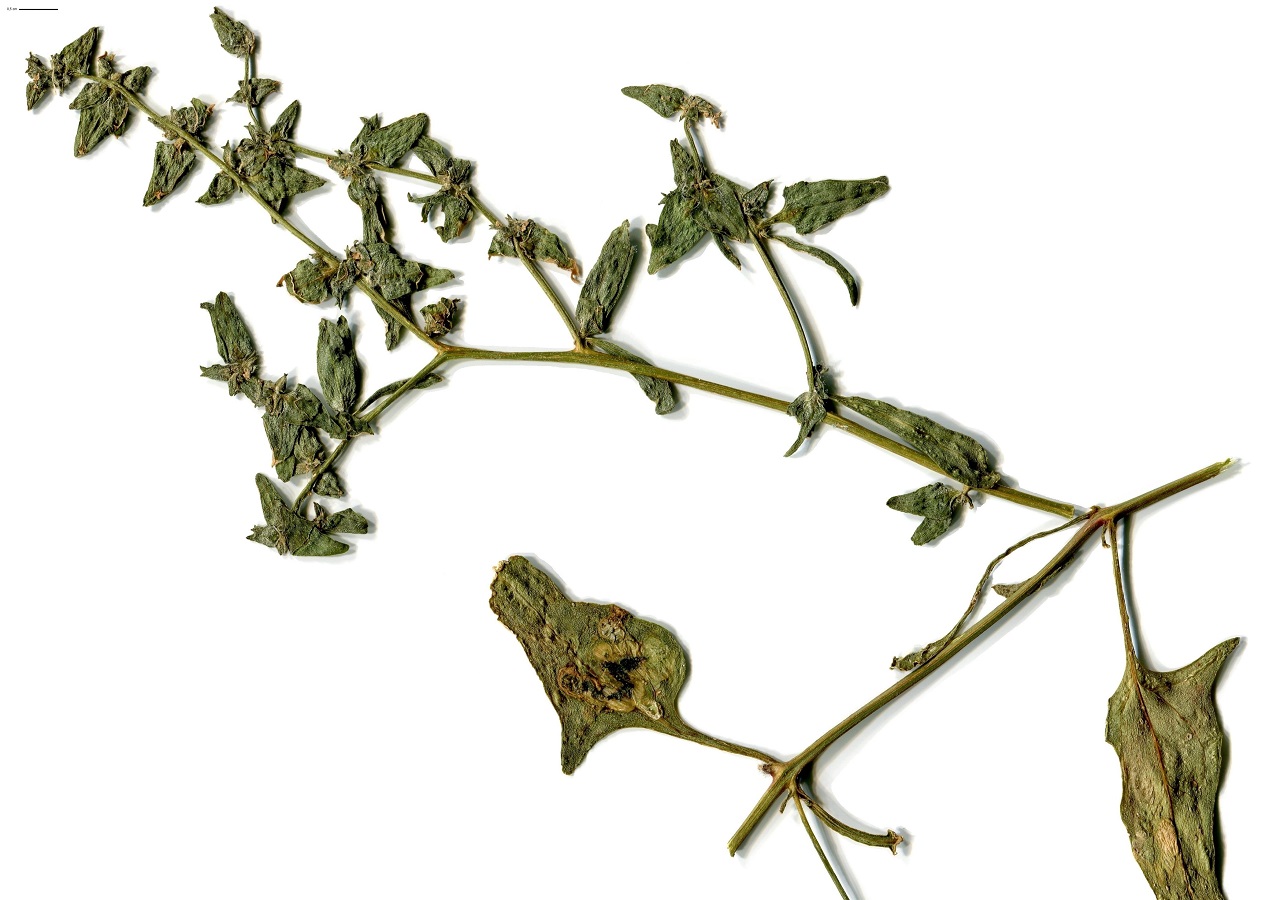 Atriplex glabriuscula (Amaranthaceae)